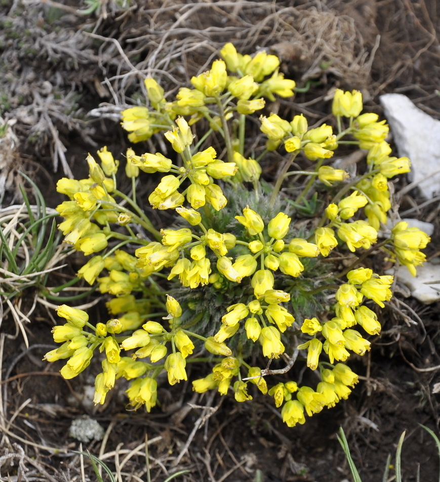 Изображение особи Draba lasiocarpa.