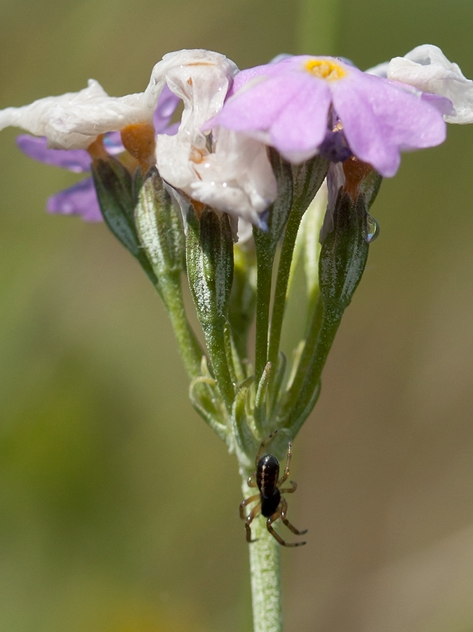 Image of Primula farinosa specimen.