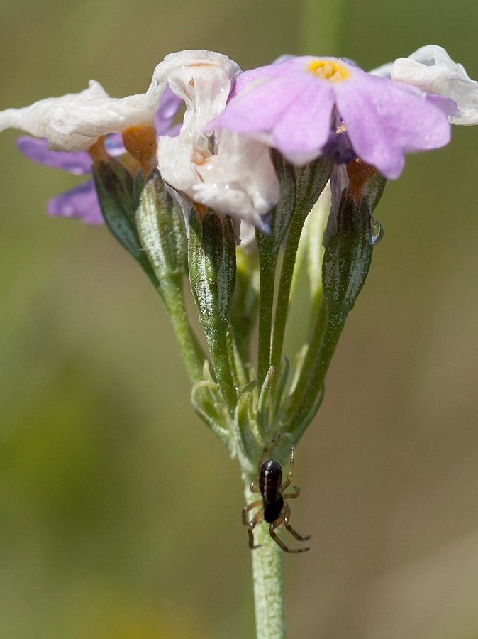 Изображение особи Primula farinosa.