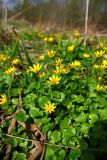Ficaria verna