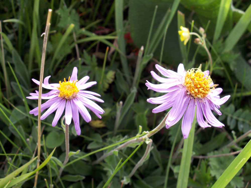 Image of Aster vvedenskyi specimen.