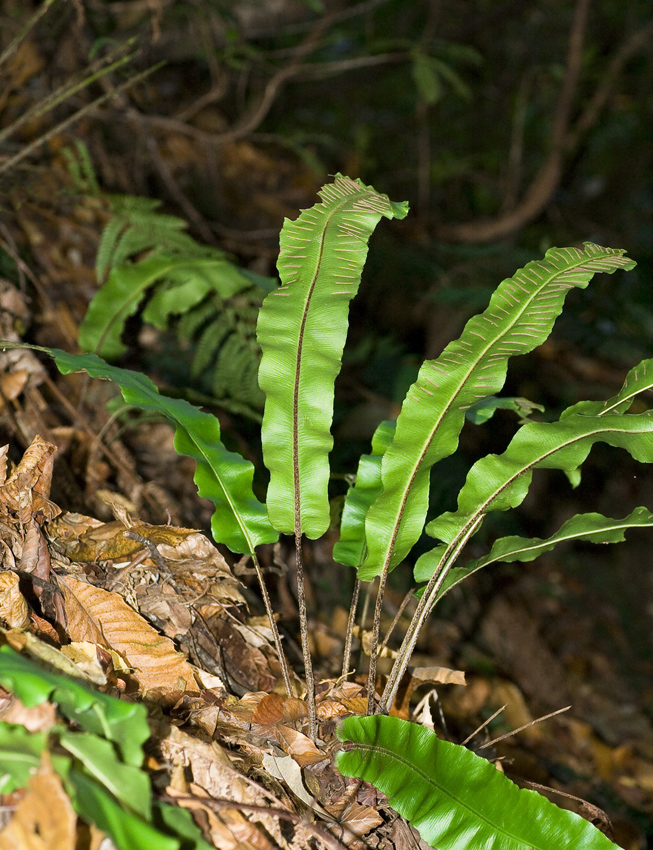 Image of Phyllitis scolopendrium specimen.