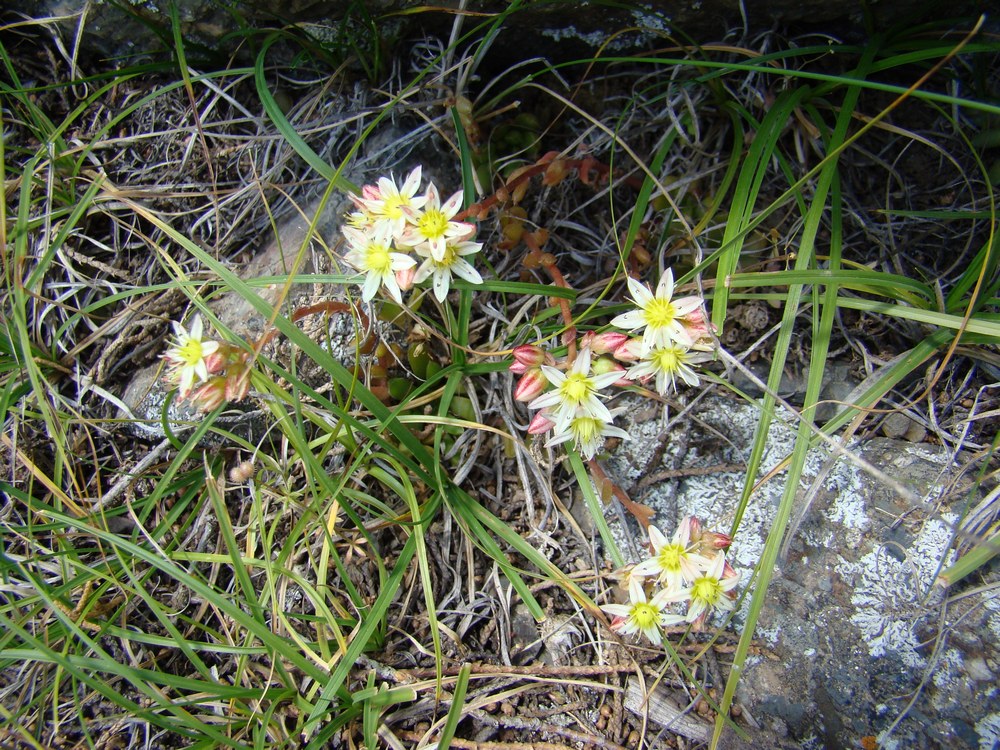 Image of Rosularia tadzhikistana specimen.