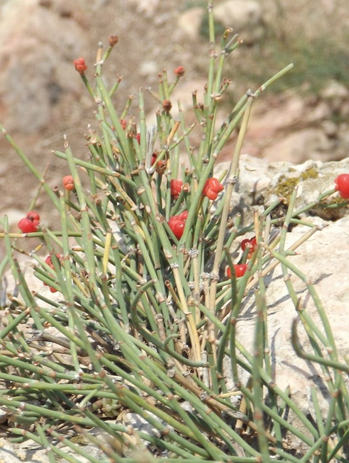 Изображение особи Ephedra distachya.