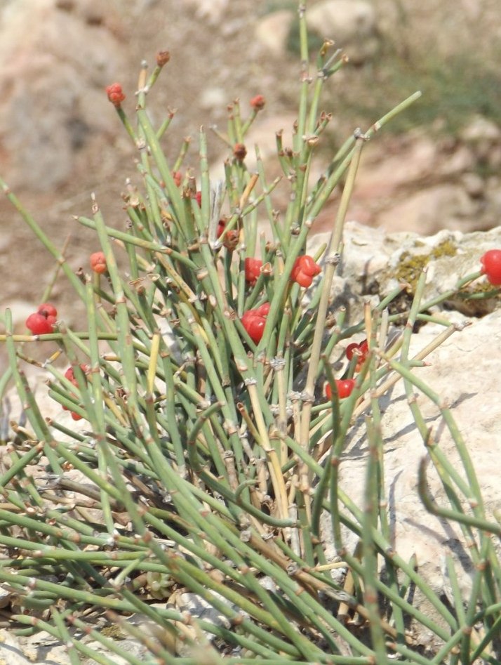 Image of Ephedra distachya specimen.