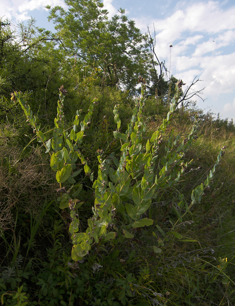 Изображение особи Cerinthe glabra ssp. caucasica.