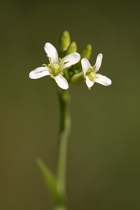 Изображение особи Turritis glabra.