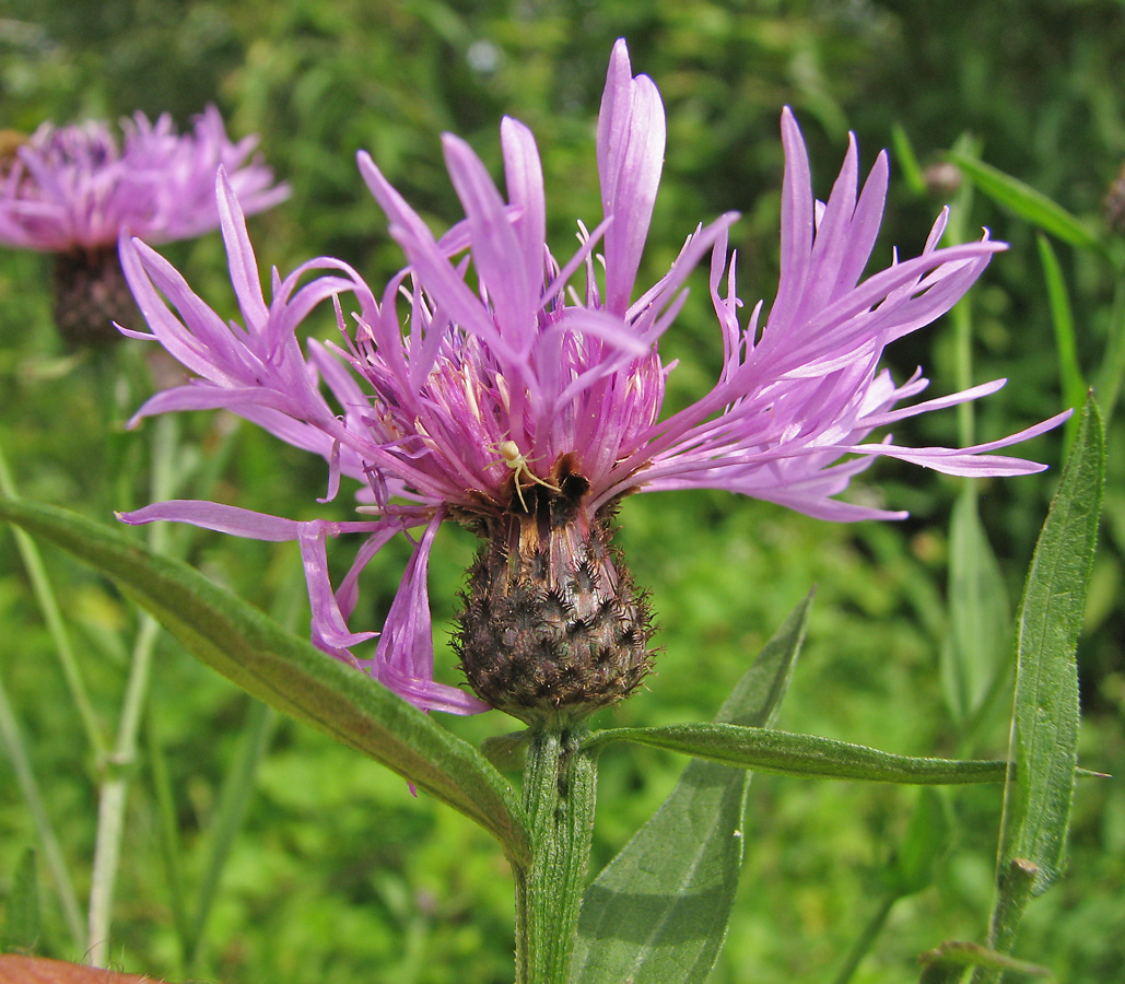 Image of Centaurea nigrescens specimen.