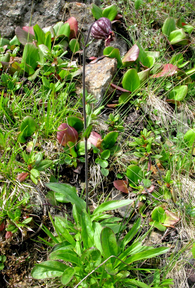 Изображение особи Gastrolychnis tristis.