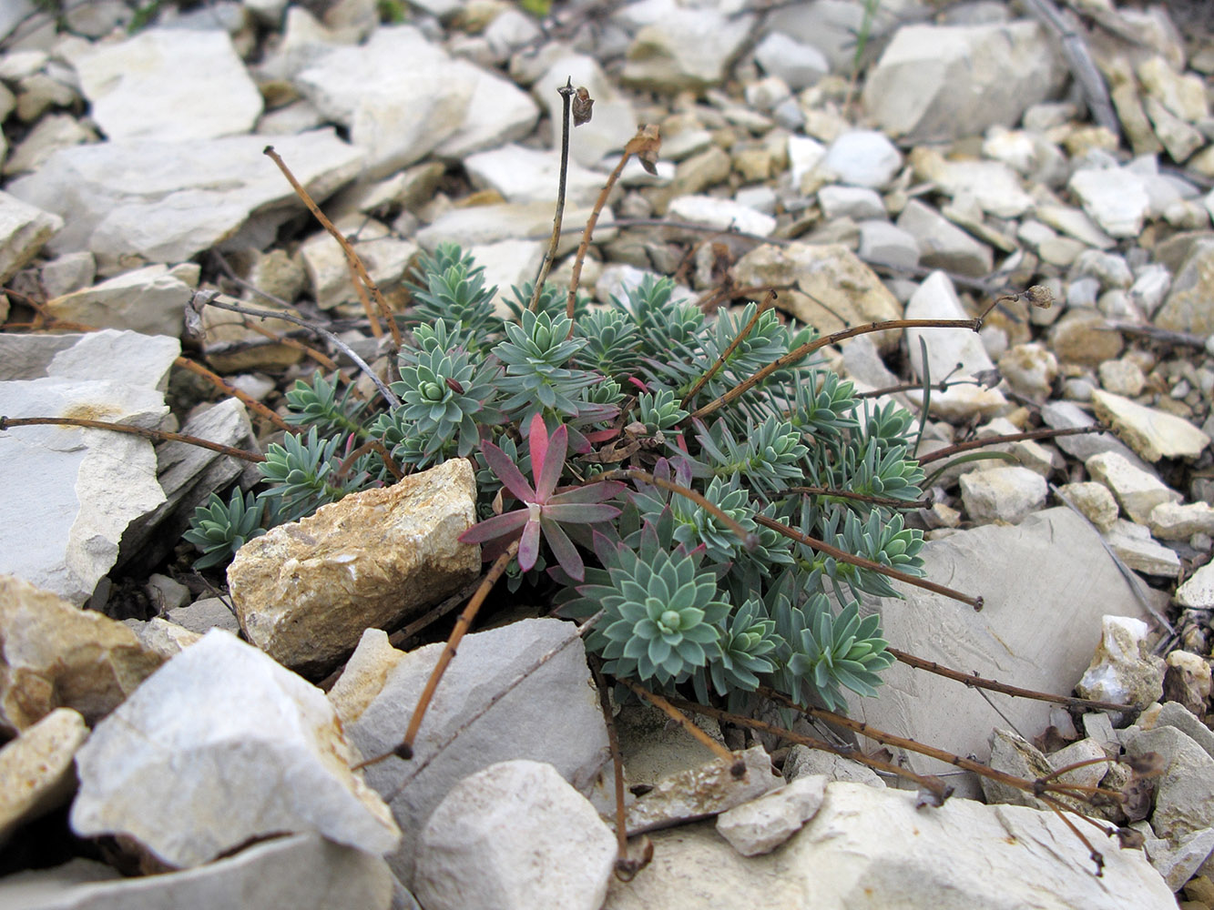 Image of Euphorbia petrophila specimen.