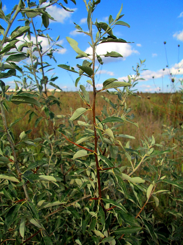 Изображение особи Elaeagnus angustifolia.