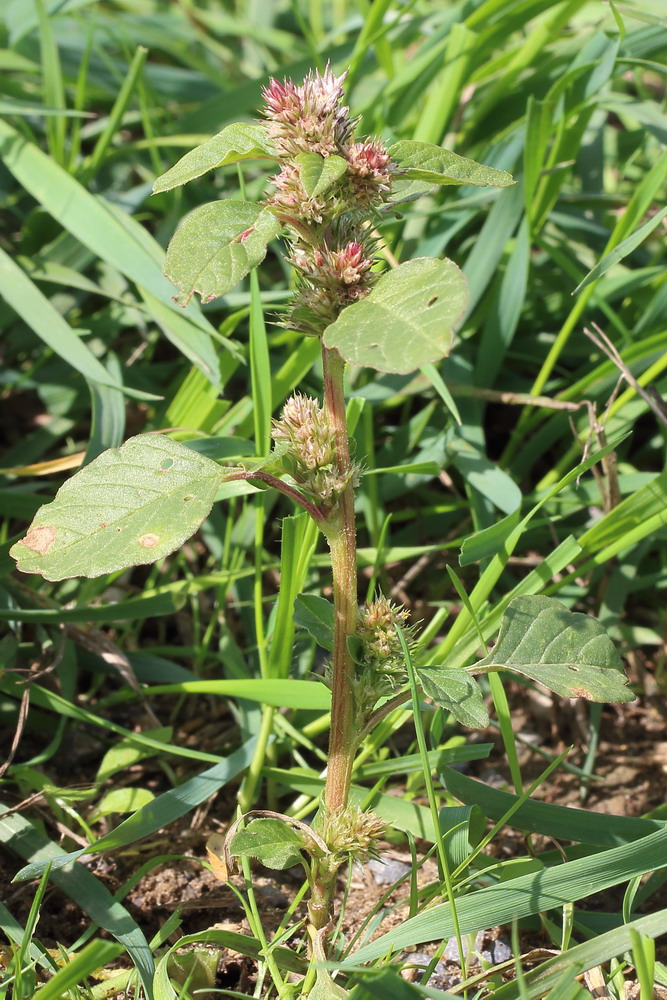 Image of Amaranthus retroflexus specimen.