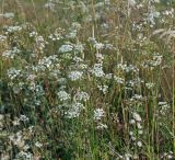 Pimpinella saxifraga. Соцветия. Московская обл., Раменский р-н, окр. ж.-д. платформы Хрипань, просека под ЛЭП. 13.07.2013.