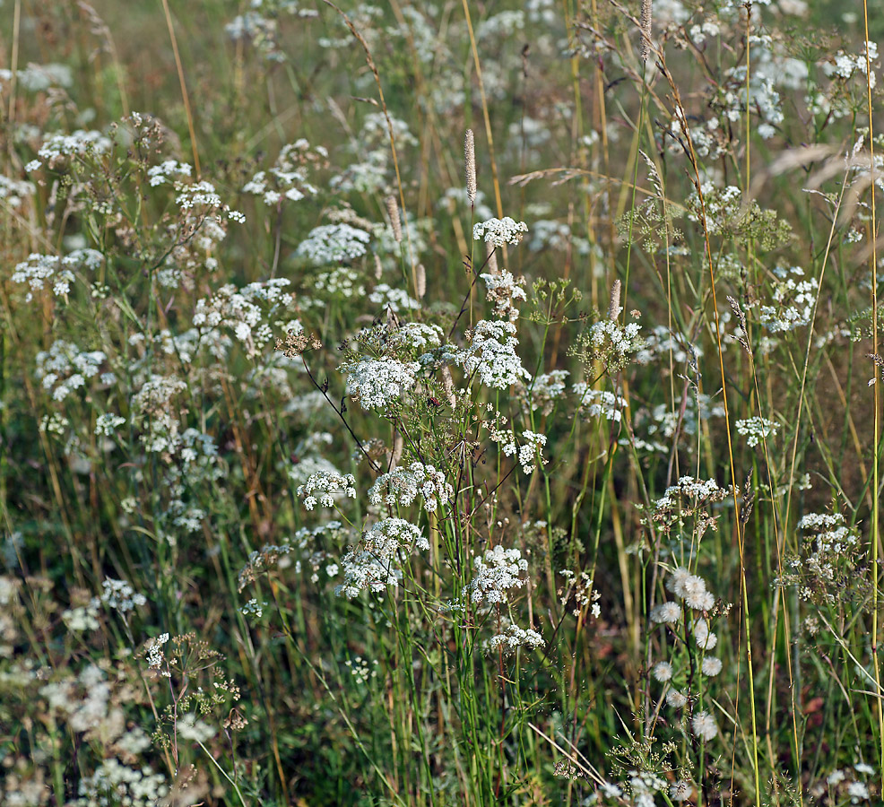 Изображение особи Pimpinella saxifraga.