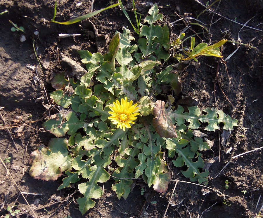 Изображение особи Taraxacum serotinum.