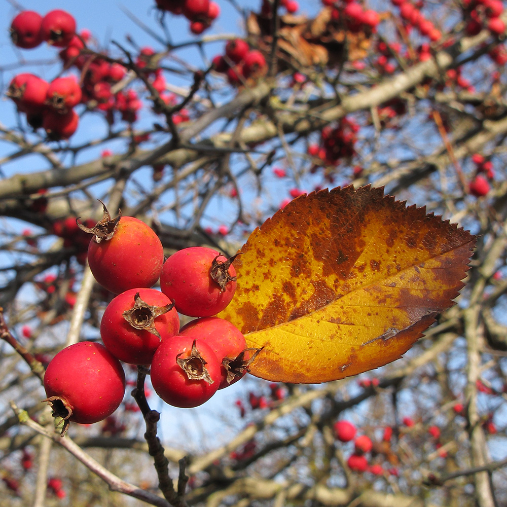 Изображение особи Crataegus crus-galli.