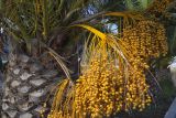 Phoenix canariensis