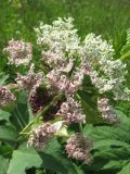 Heracleum dissectum. Аномальное соцветие (часть зонтичков имеет цветки с розовой окраской лепестков). Томская обл., окр. г. Томск, суходольный луг на месте заброшенных садовых участков. 27.06.2009.