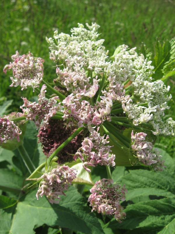 Изображение особи Heracleum dissectum.