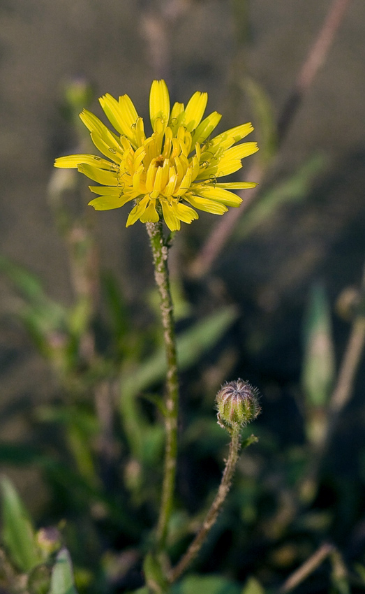 Image of Crepis rhoeadifolia specimen.