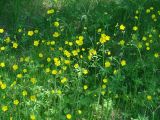 Ranunculus propinquus. Цветущие растения. Иркутск, территория курорта \"Ангара\". 13.06.2013.