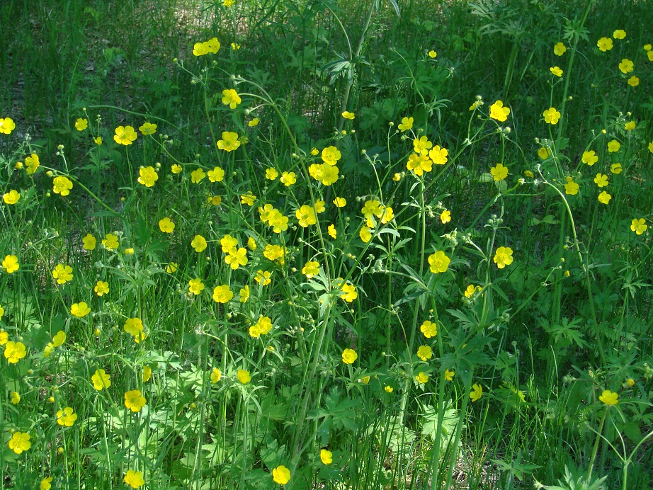 Изображение особи Ranunculus propinquus.