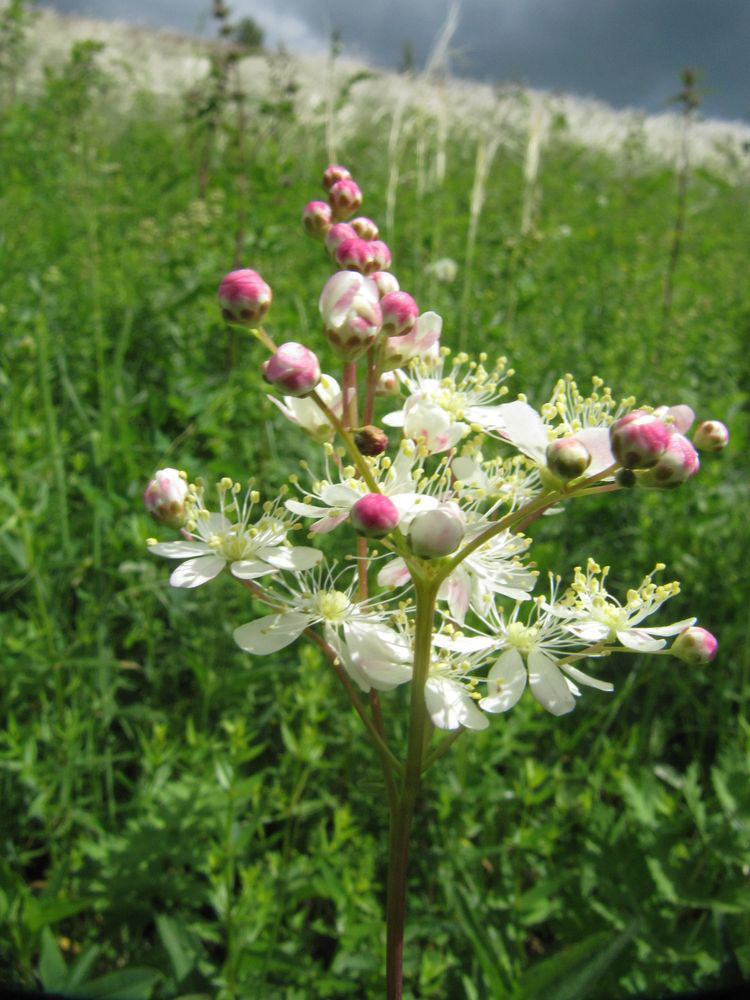 Image of Filipendula vulgaris specimen.