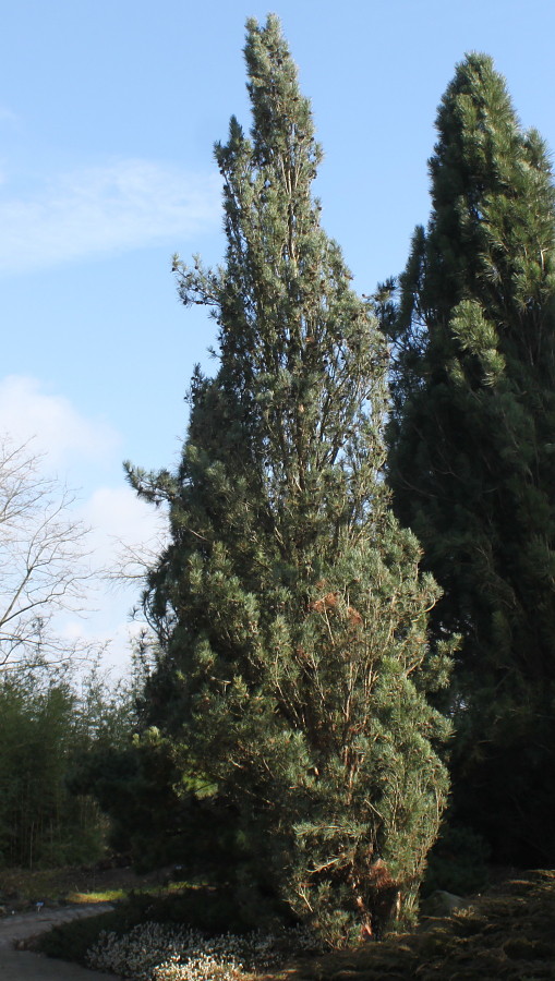 Image of Pinus sylvestris specimen.