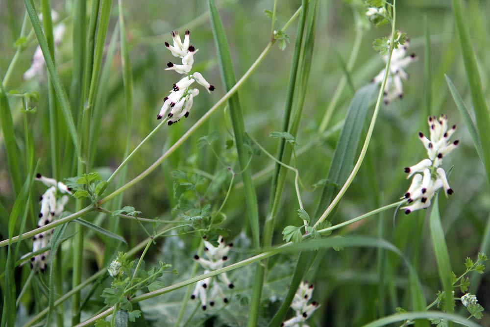 Image of Fumaria capreolata specimen.