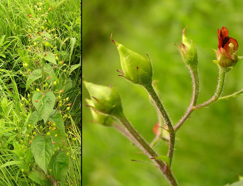 Изображение особи Scrophularia maximowiczii.