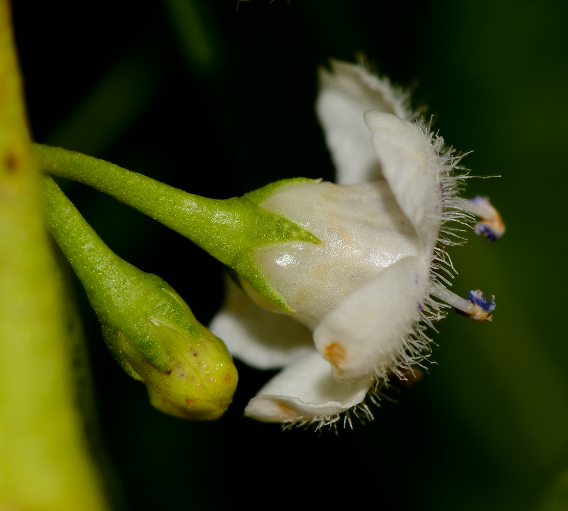 Изображение особи Myoporum acuminatum.