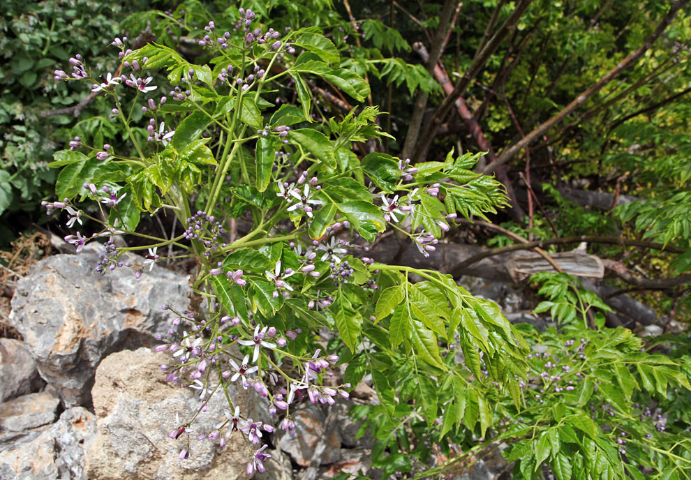 Image of Melia azedarach specimen.