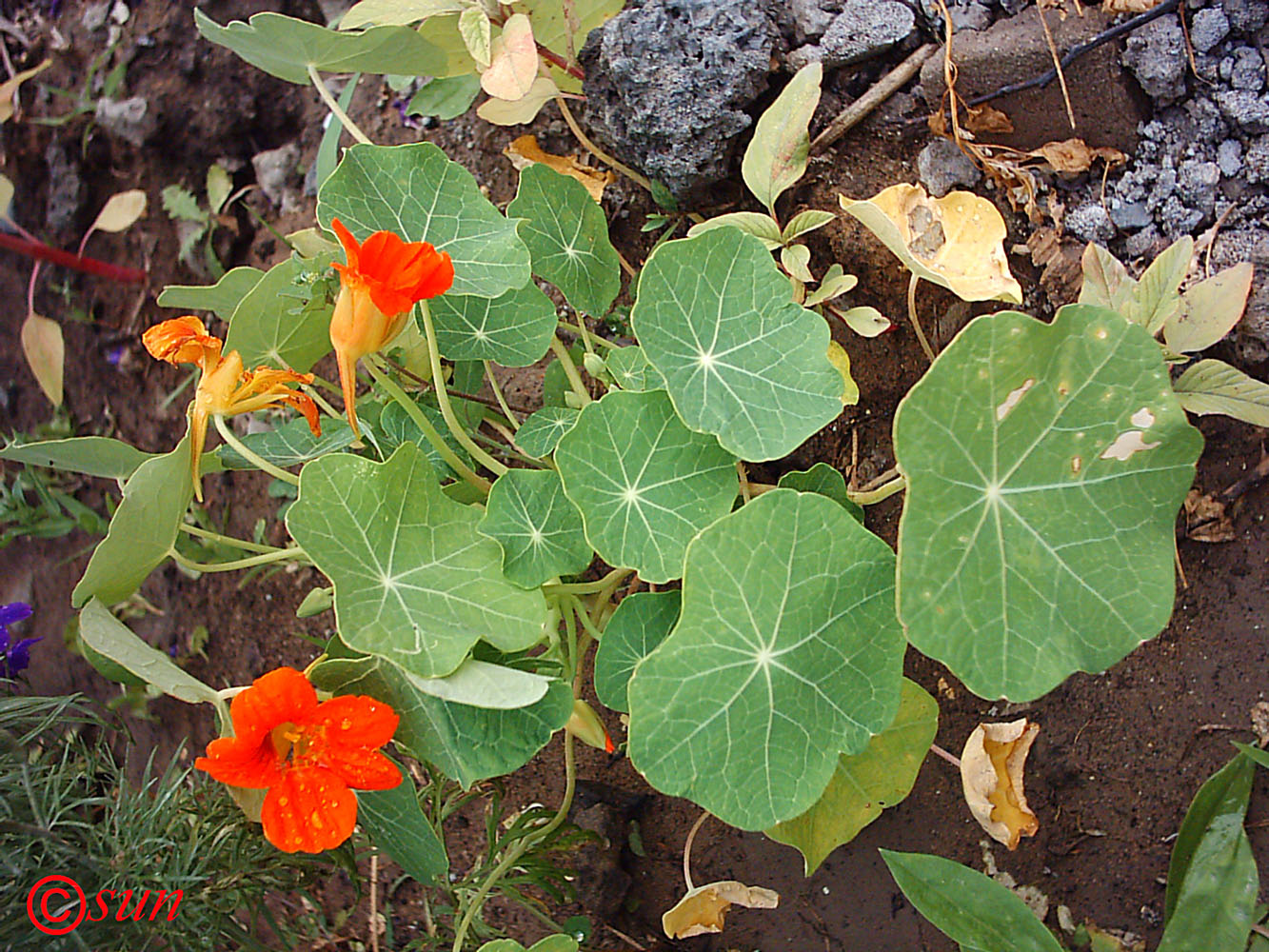 Image of Tropaeolum majus specimen.