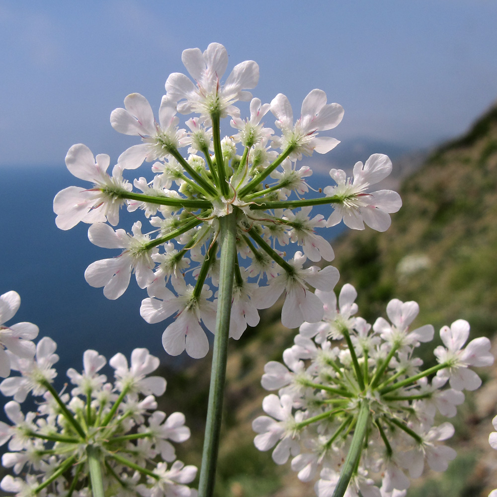 Изображение особи Astrodaucus littoralis.