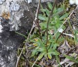 Draba supranivalis