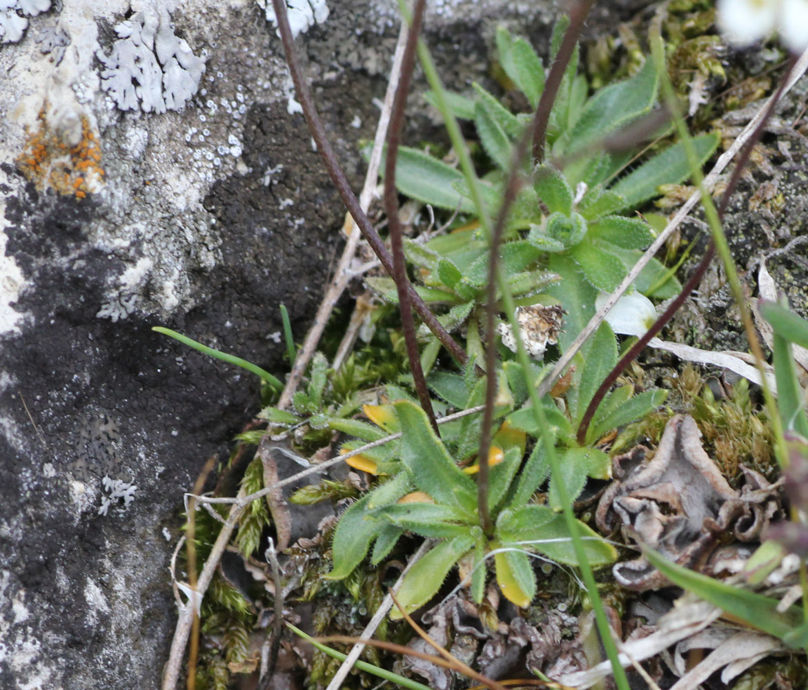 Изображение особи Draba supranivalis.