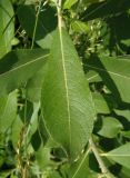 Salix cinerea. Лист. Украина, Львовская обл., Дрогобычский р-н, г. Трускавец, дамба возле пруда Слоница. 07.06.2014.