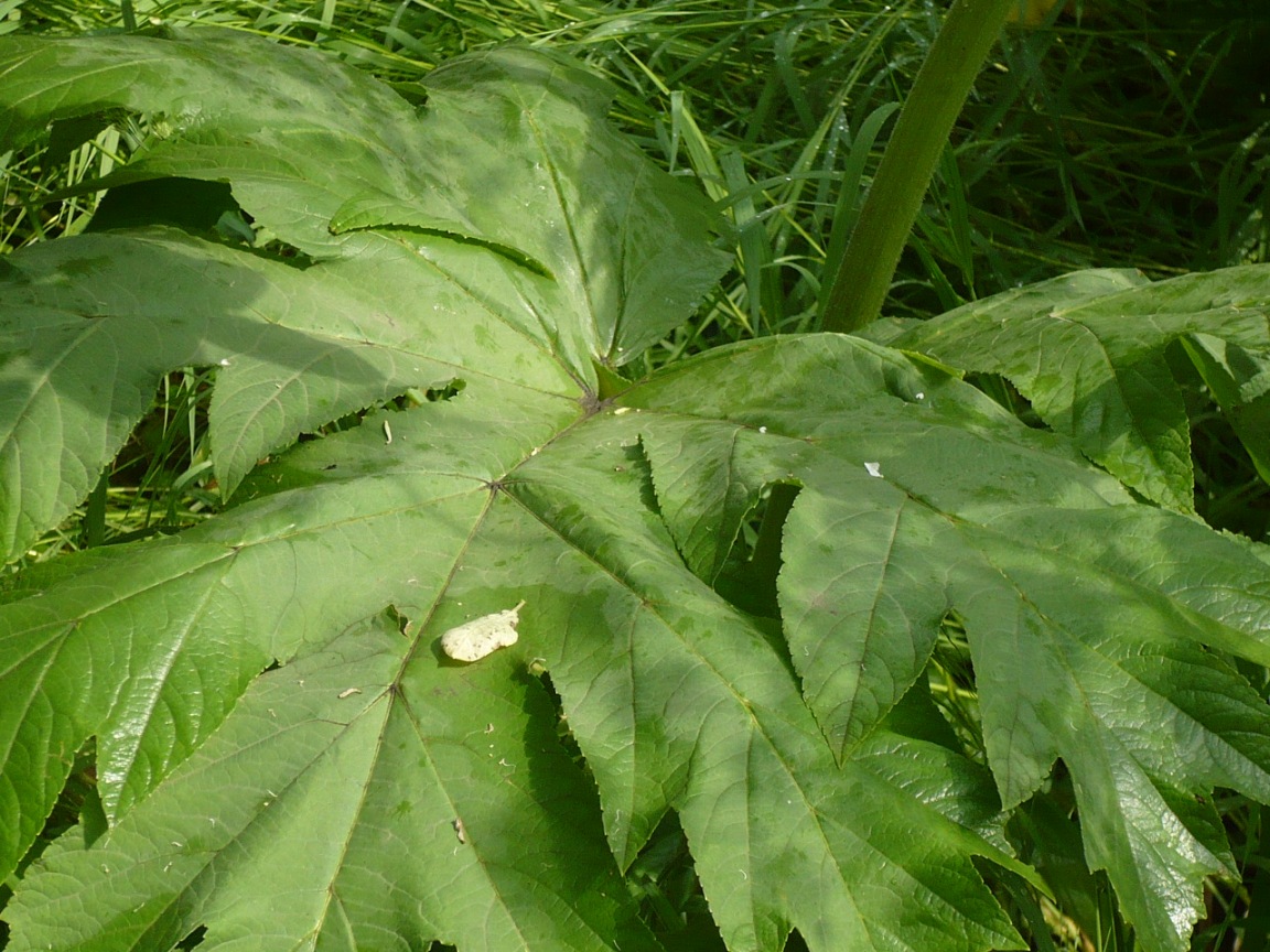 Image of Heracleum dissectum specimen.