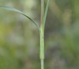 Dianthus stenopetalus