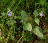 Scutellaria pekinensis