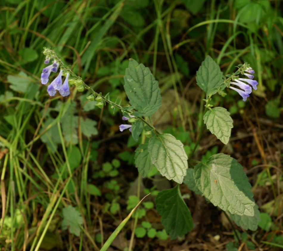 Изображение особи Scutellaria pekinensis.