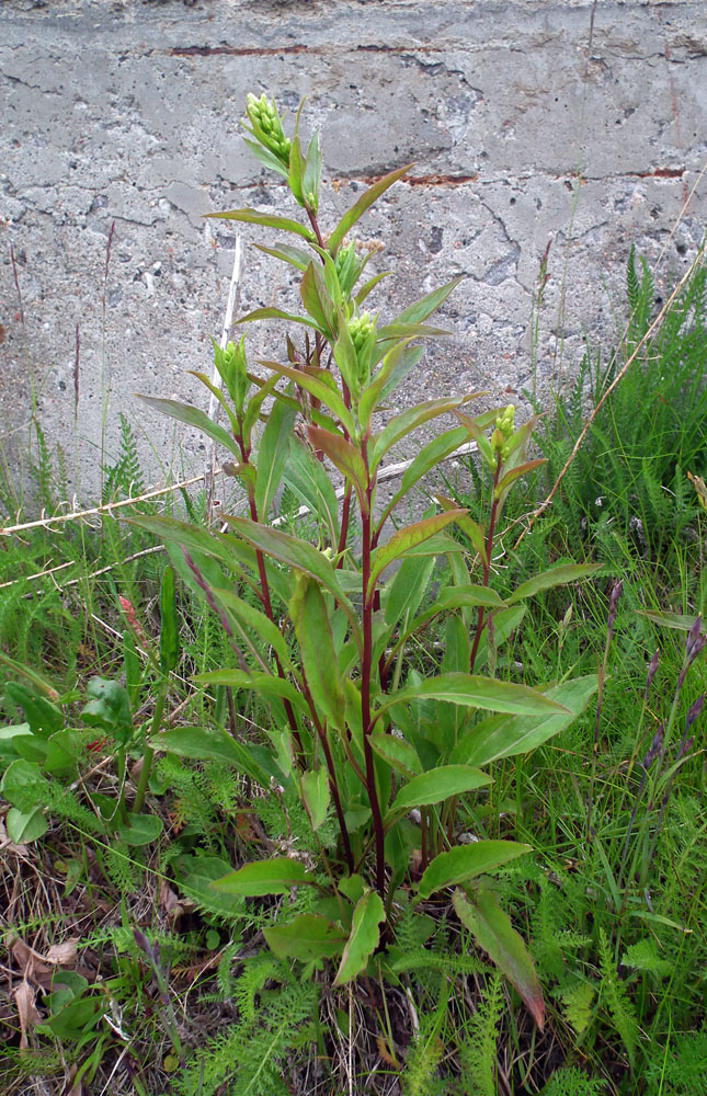 Image of Solidago virgaurea ssp. lapponica specimen.