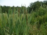 Typha latifolia