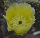 Opuntia microdasys