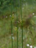 Juncus filiformis