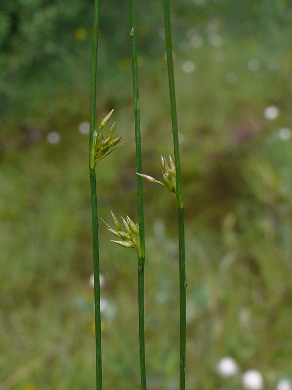 Изображение особи Juncus filiformis.