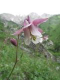 Aquilegia atrovinosa Popov ex Gamajun × Aquilegia tianschanica Butk.