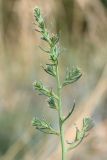 Salsola tragus