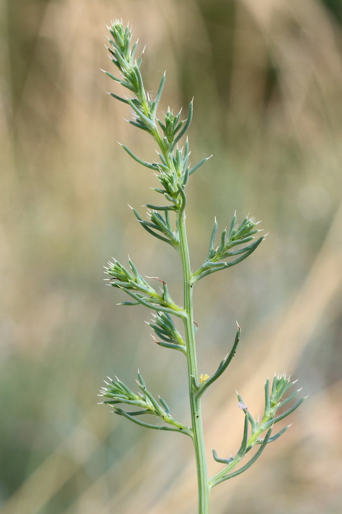 Изображение особи Salsola tragus.