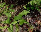 Campanula trachelium. Нижние части побегов. Германия, г. Дюссельдорф, Ботанический сад университета. 03.07.2014.